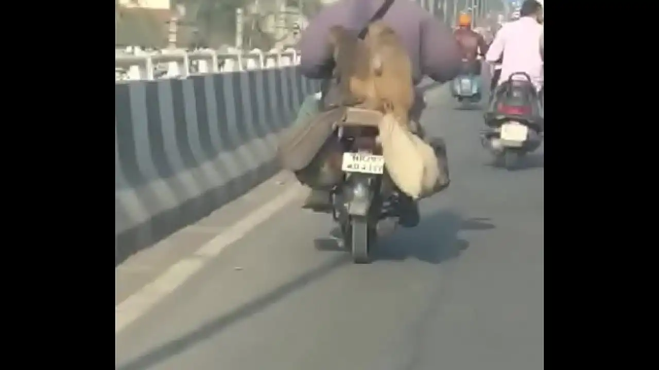 Macaco a foder na bicicleta